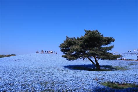 茨城県 観光 ランキング なぜか宇宙人が選ぶNo.1スポット