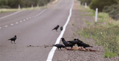 交通費精算書 書き方: なぜカラスは電車に乗らないのか？